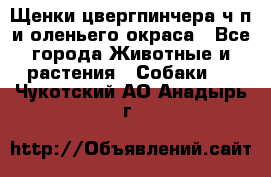 Щенки цвергпинчера ч/п и оленьего окраса - Все города Животные и растения » Собаки   . Чукотский АО,Анадырь г.